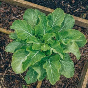 Asturian Tree Cabbage (High Yield Perennial Vegetable)