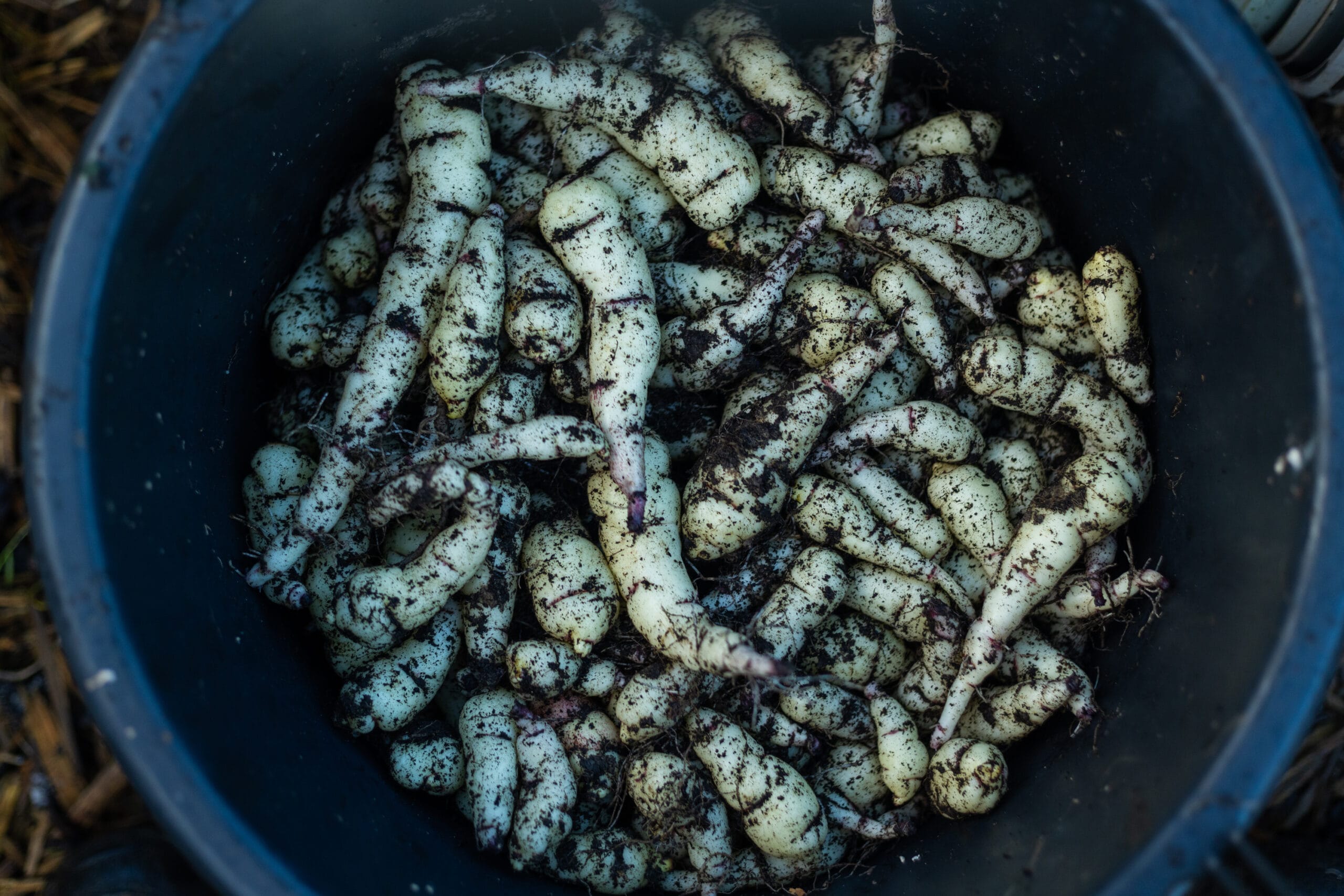 Rare Edible Tuber Bundle - Image 10