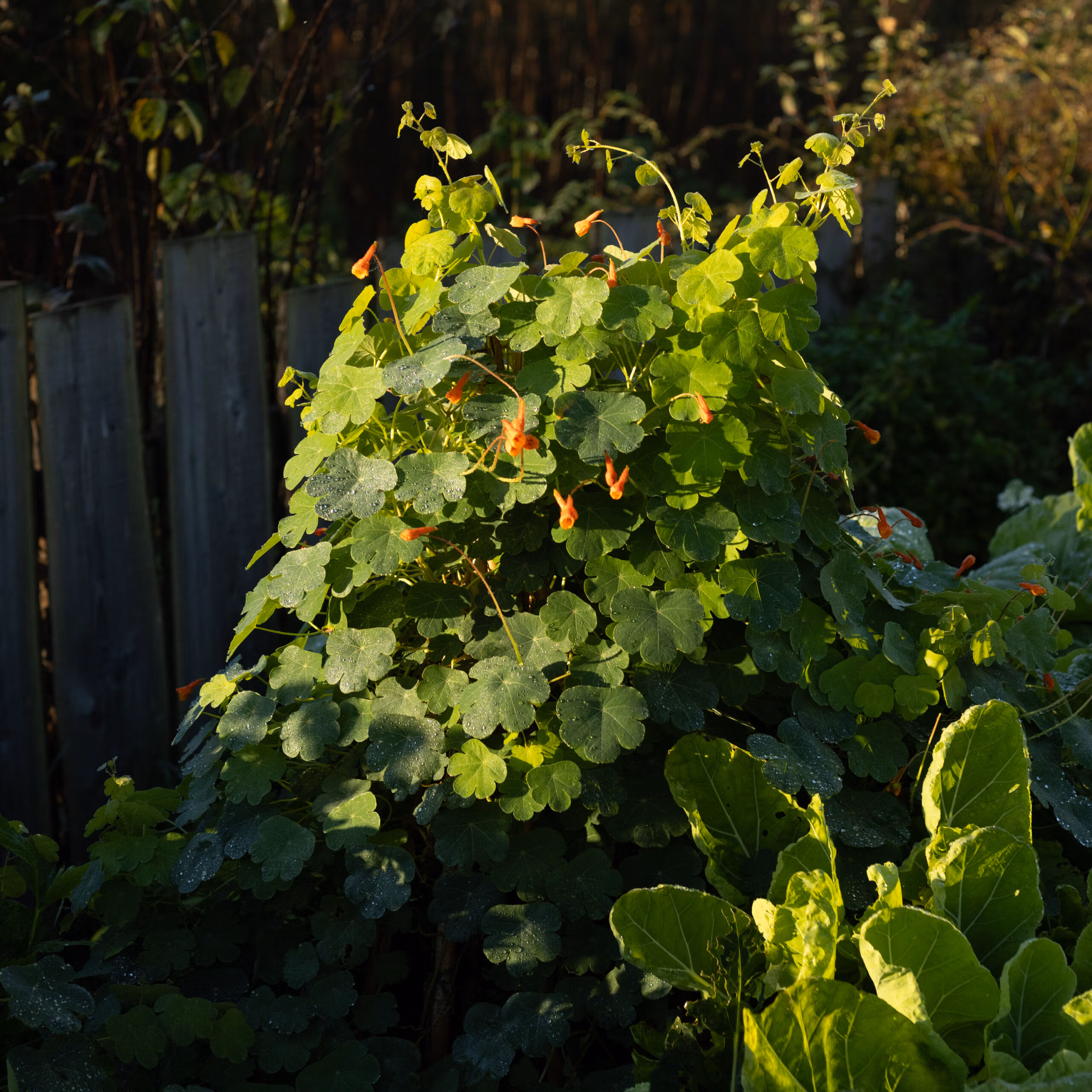 Mashua (Edible Perennial Nasturtium) - Image 3