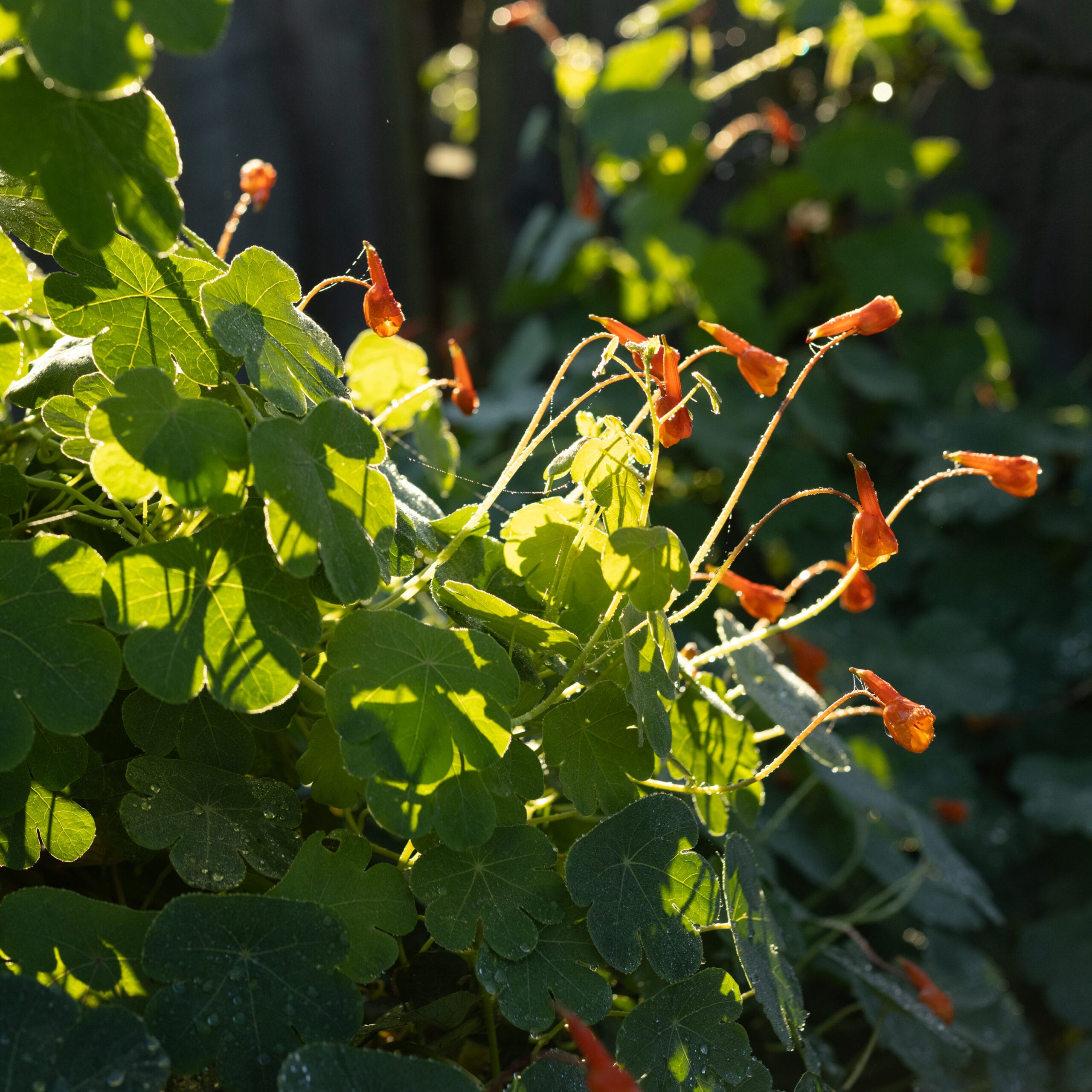 Rare Edible Tuber Bundle - Image 8