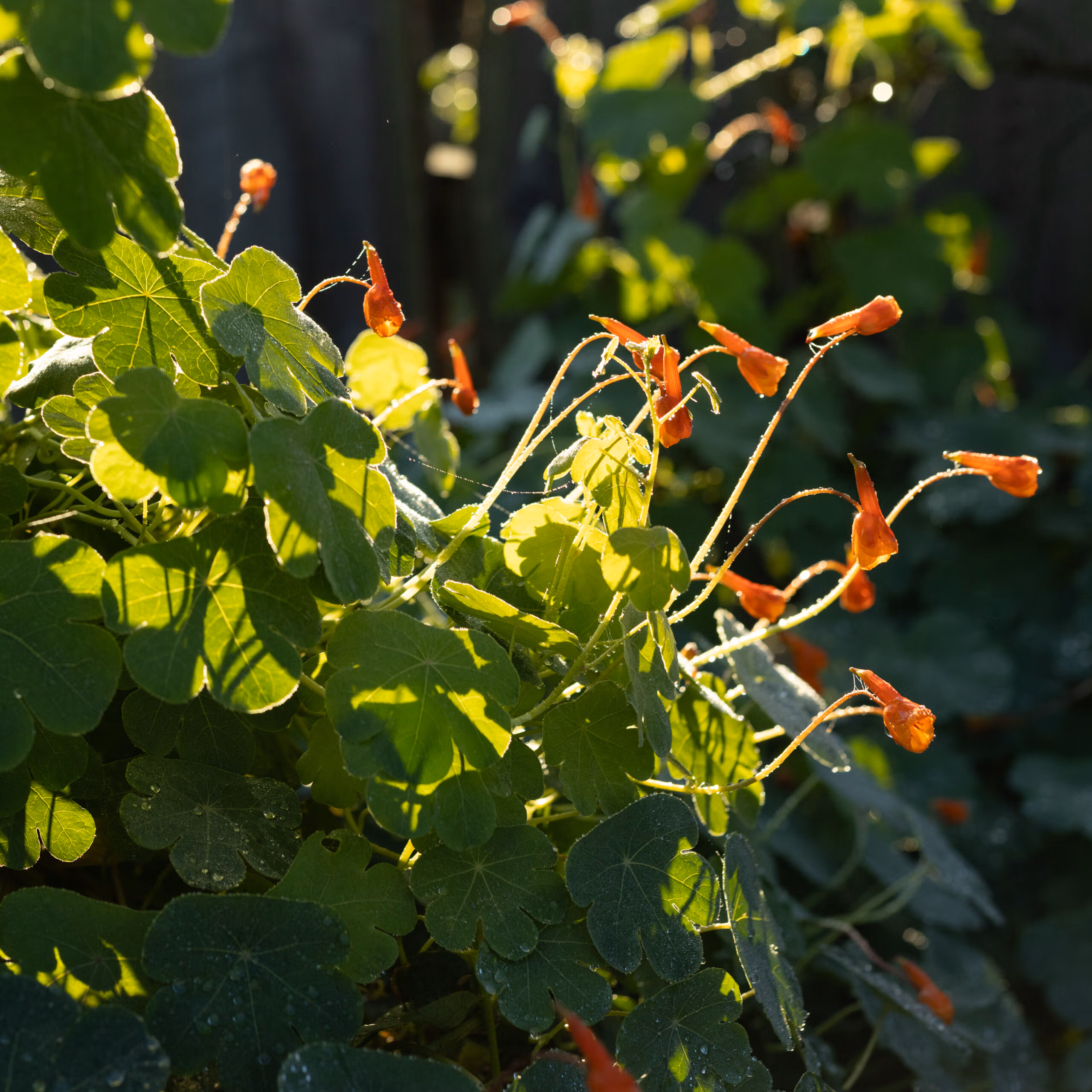 Mashua (Edible Perennial Nasturtium) - Image 4