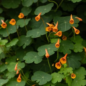 Mashua (Edible Perennial Nasturtium)