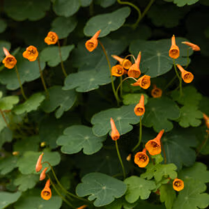 Mashua (Edible Perennial Nasturtium)