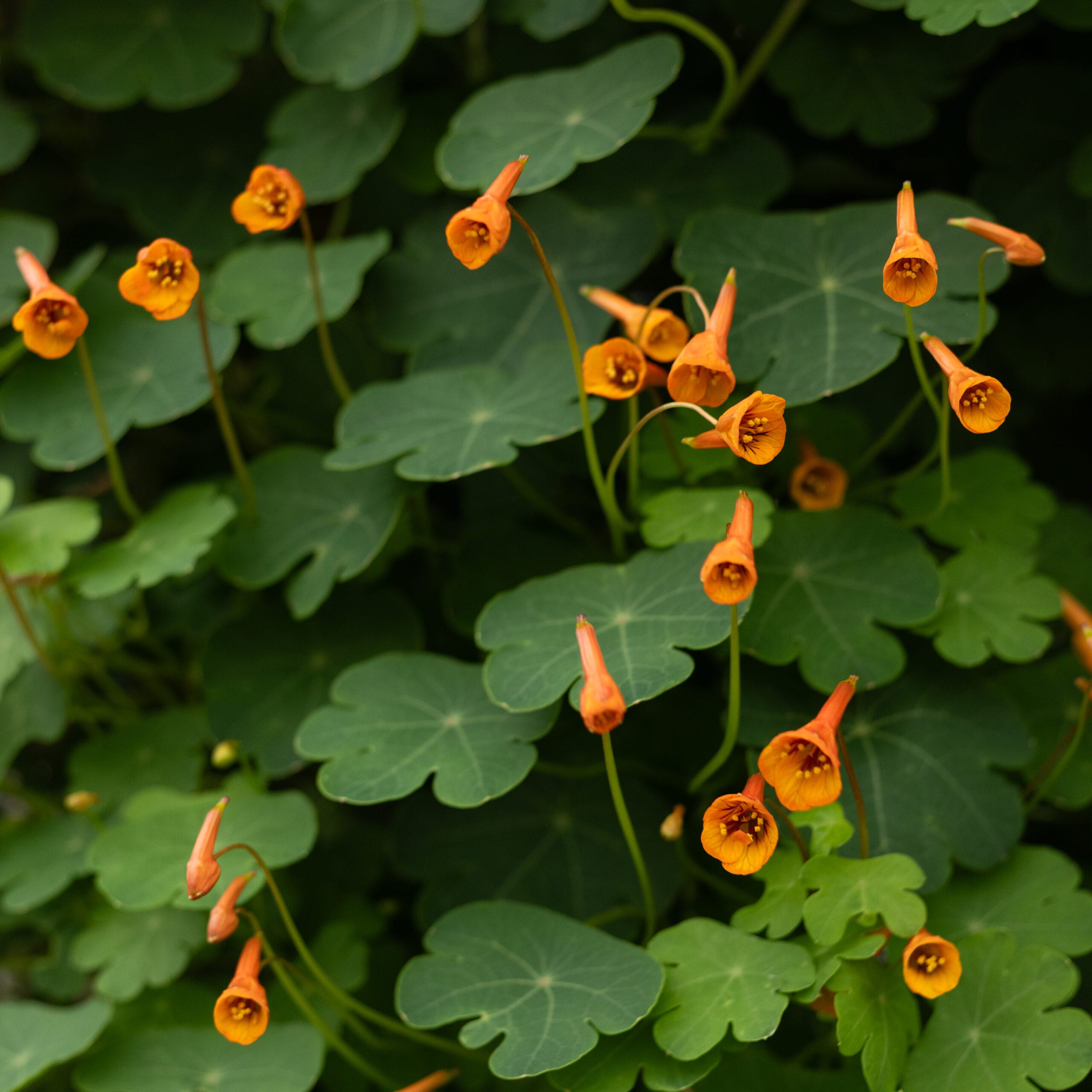 Rare Edible Tuber Bundle - Image 7