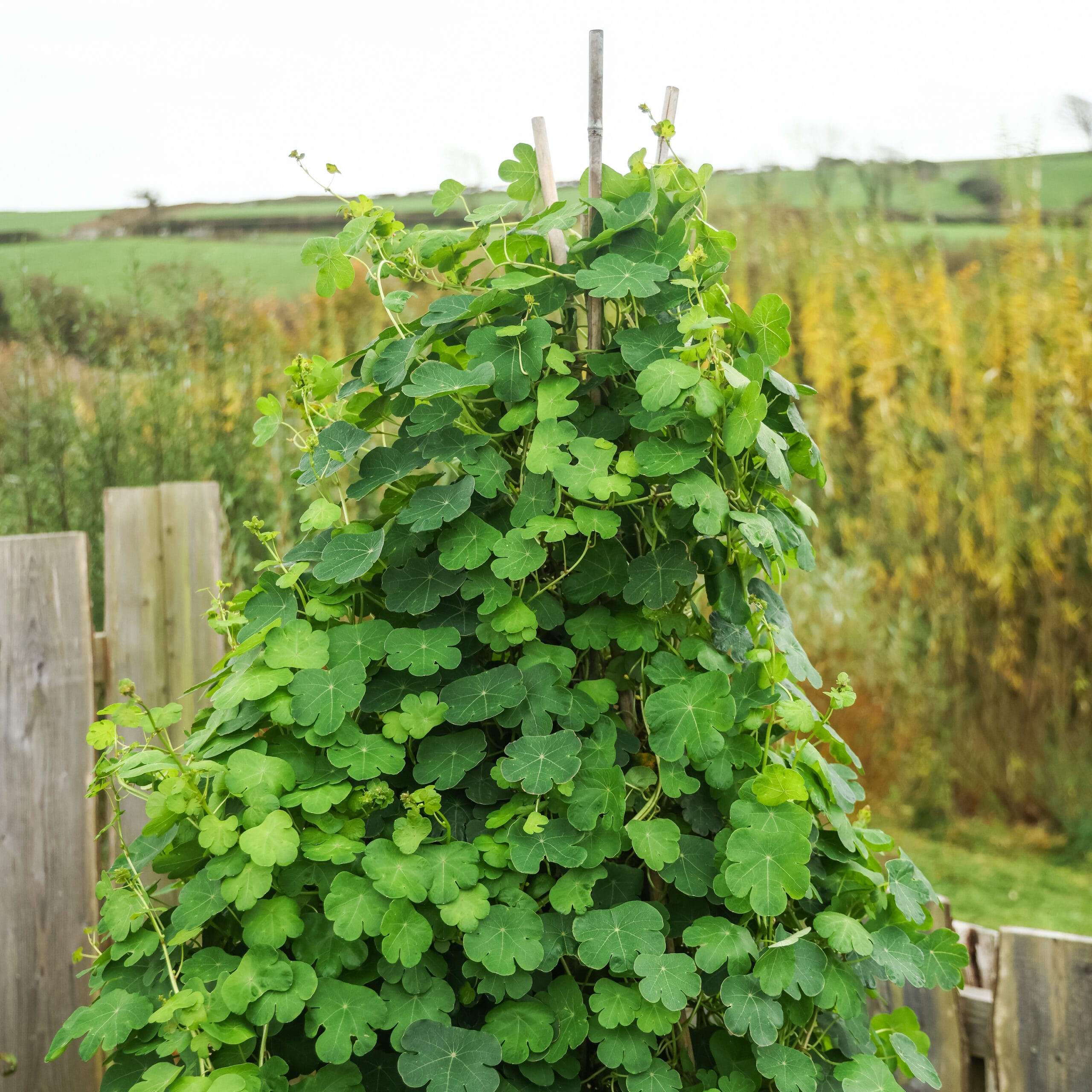 Rare Edible Tuber Bundle - Image 6