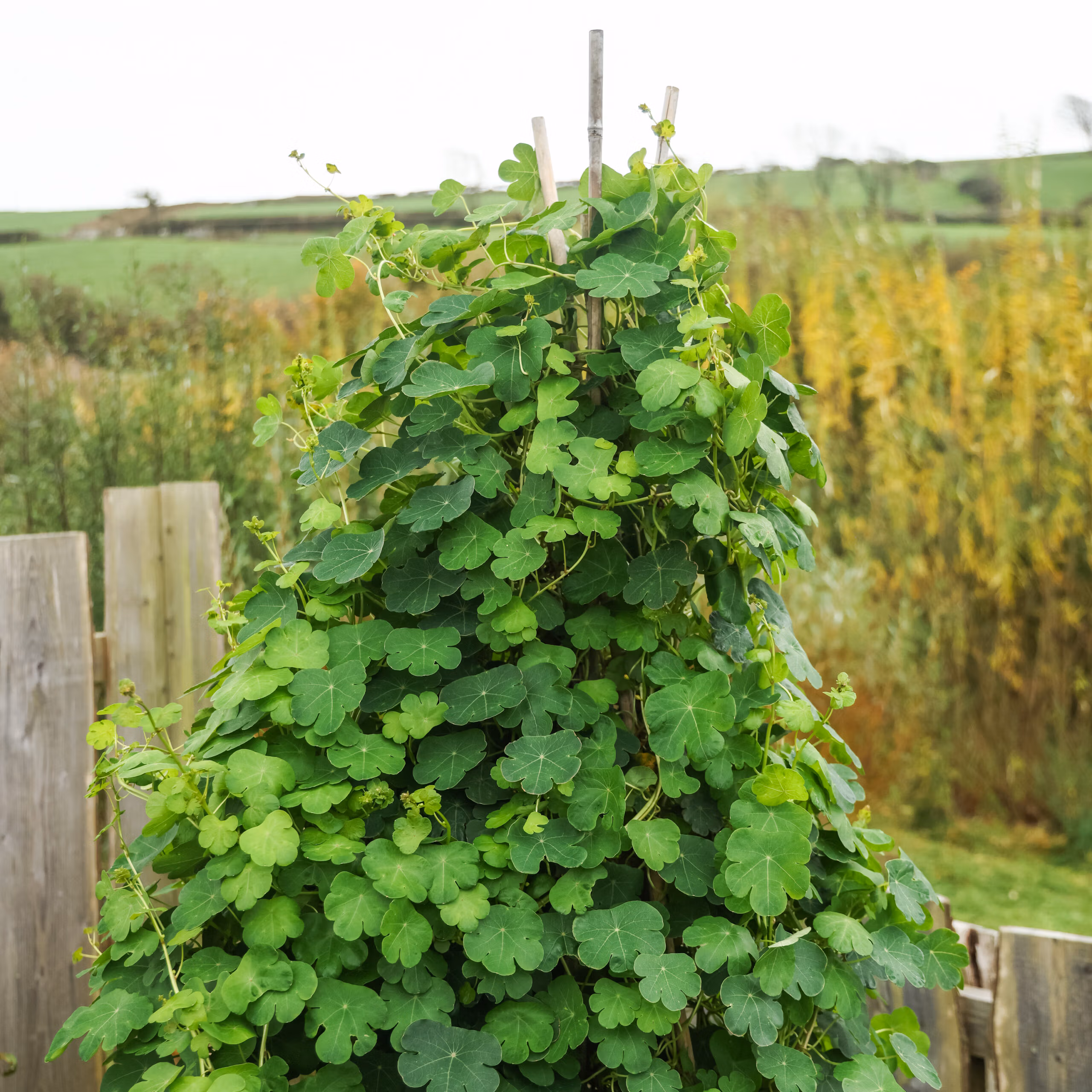 Mashua (Edible Perennial Nasturtium) - Image 6