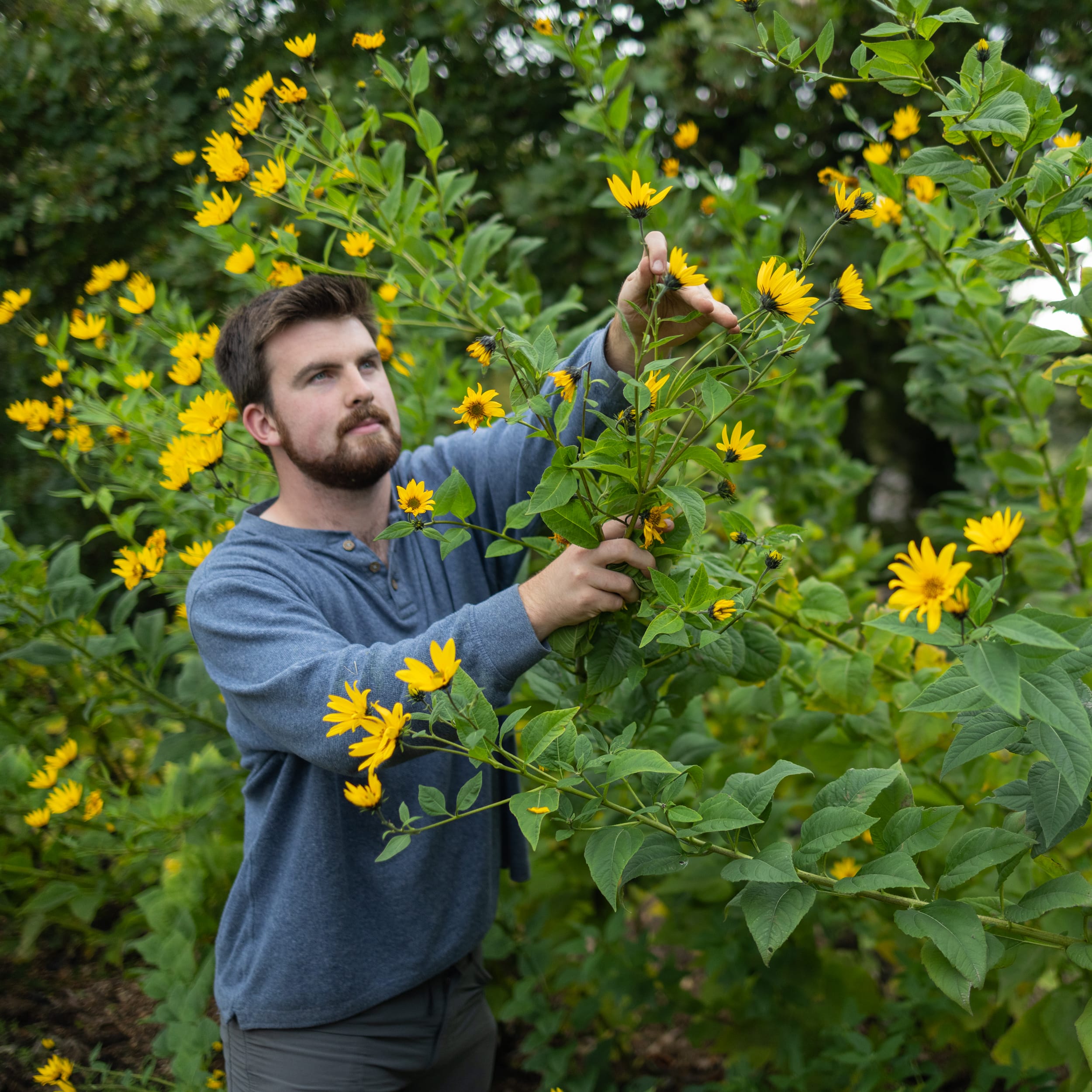 Rare Edible Tuber Bundle - Image 3