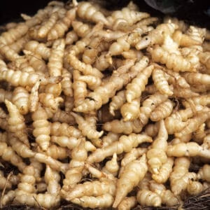 Chinese Artichoke (Edible Tubers)