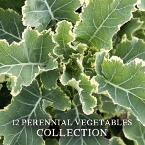 12 Perennial Vegetables (The Kitchen Gardener's Value Collection)