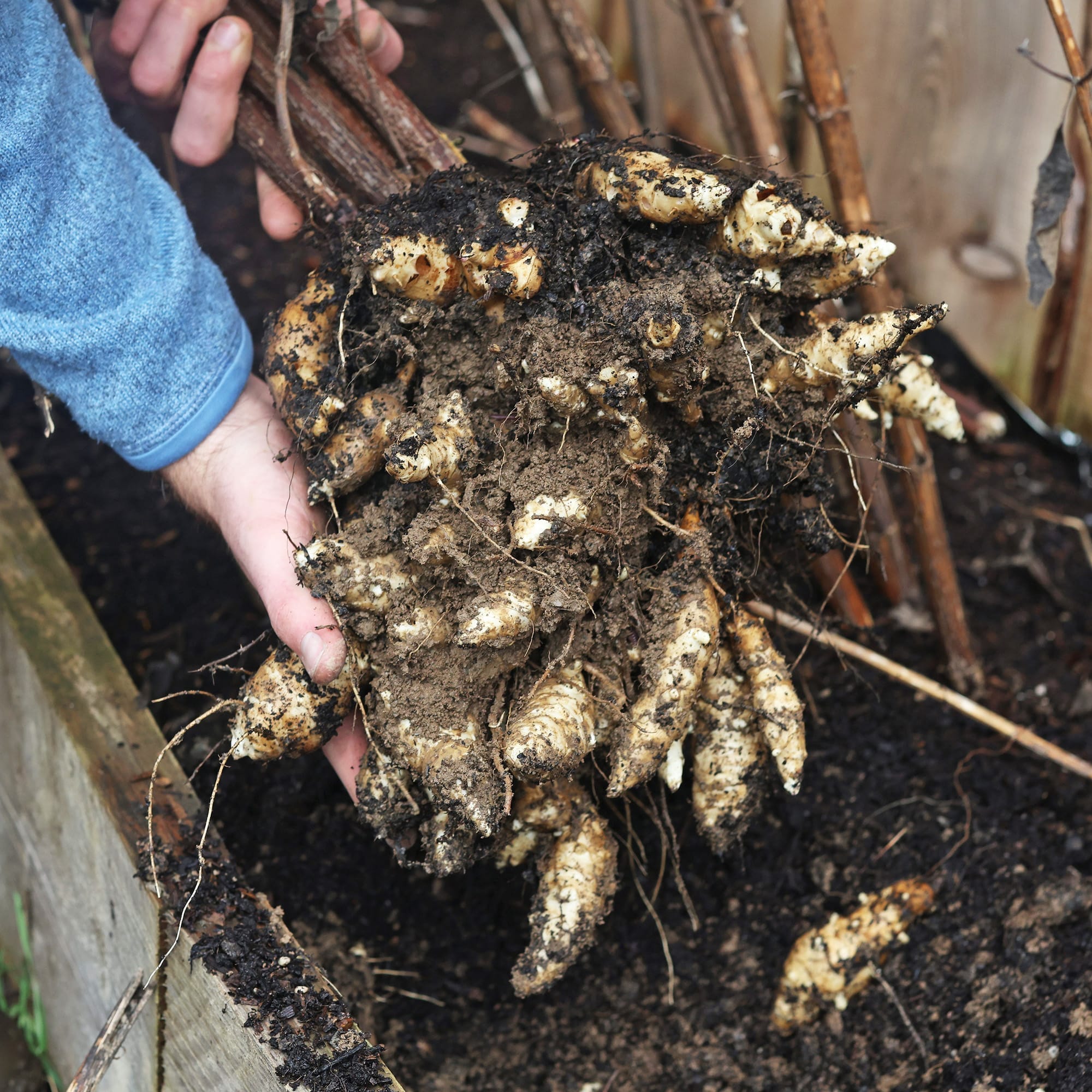 Rare Edible Tuber Bundle - Image 4