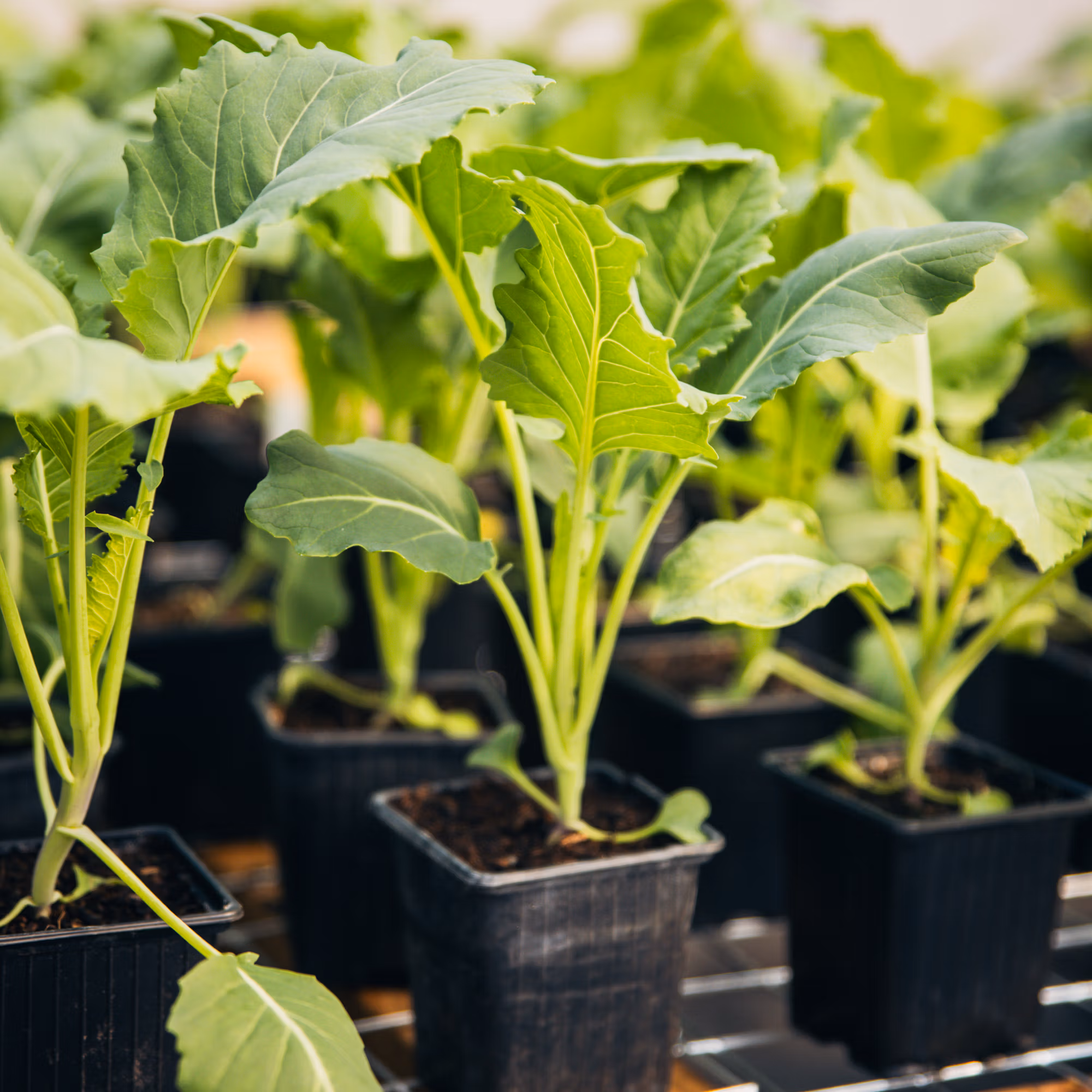Perennial Vegetables