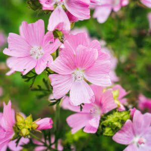 Musk Mallow (Edible Leaves & Pink Flowers)