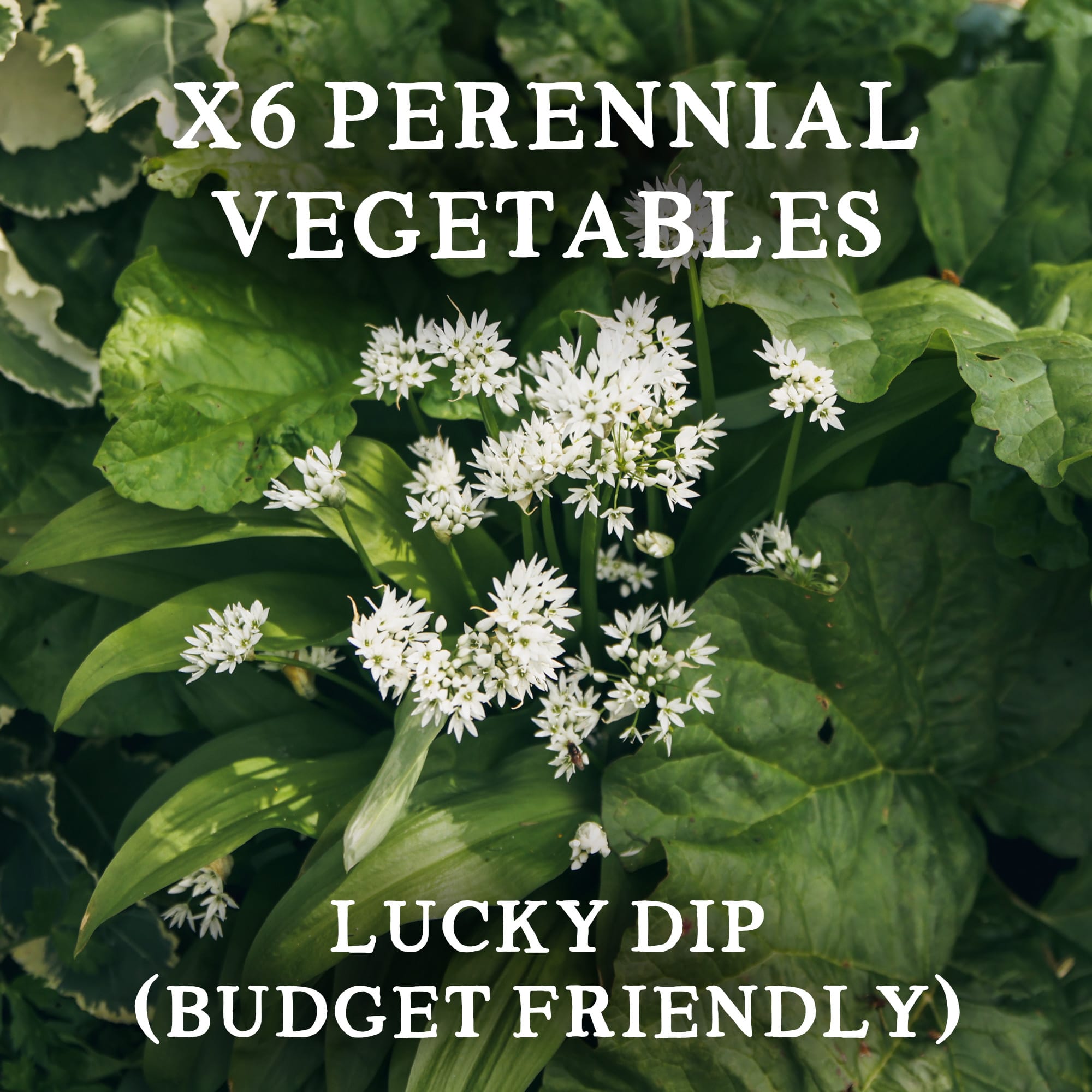 6 Perennial Vegetable Collection | Lucky Dip