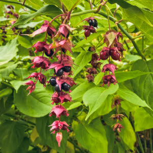 Himalayan Honeysuckle