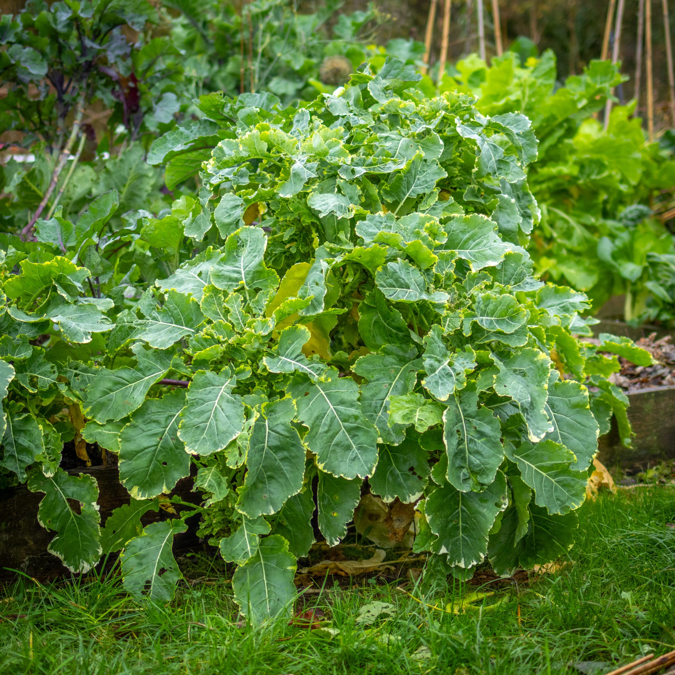 Daubenton’s Variegated Perennial Kale - Image 5