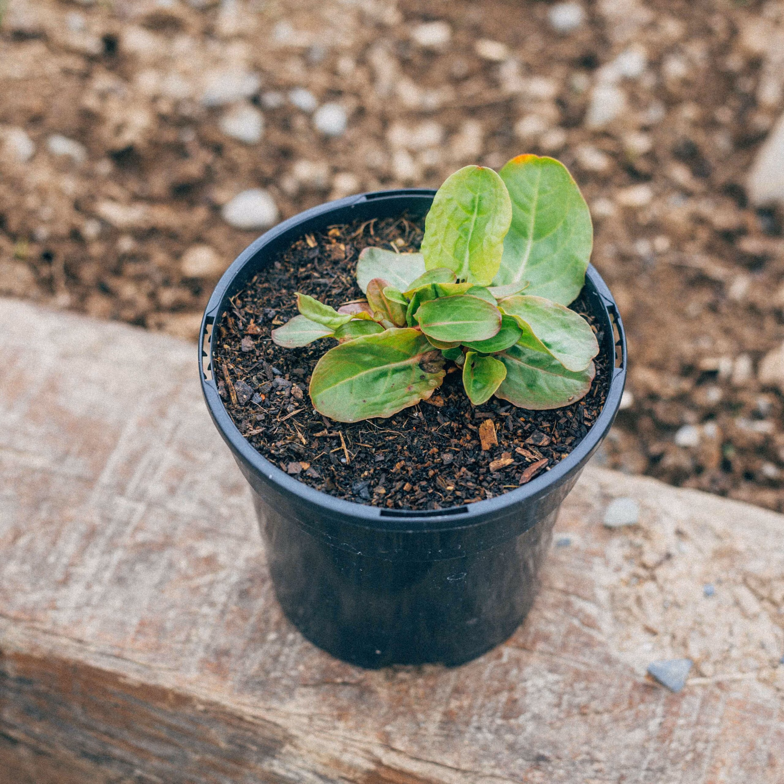 French Sorrel (Delicious Citrusy Perennial) - Image 2