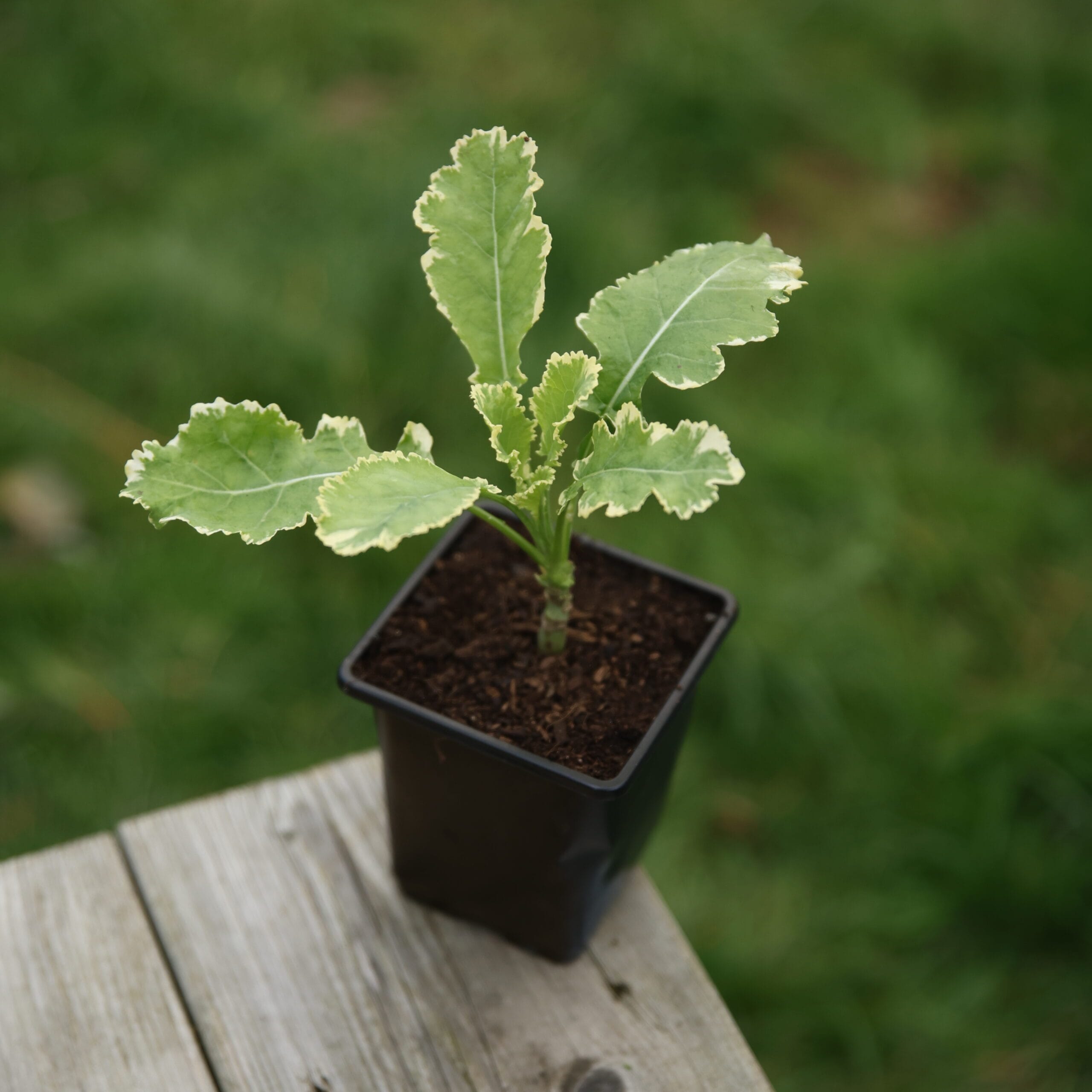 Daubenton’s Variegated Perennial Kale - Image 2