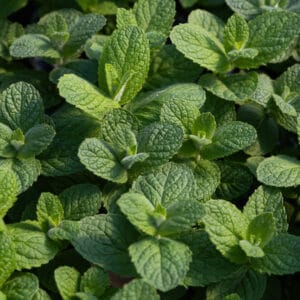 Apple Mint