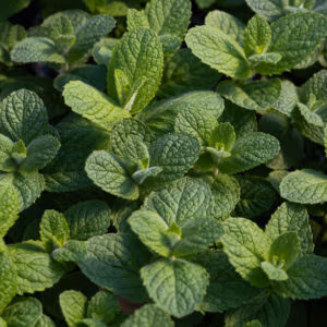 Apple Mint (Soft & Aromatic Leaves)