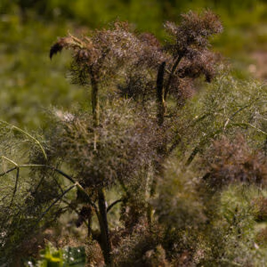 Bronze Fennel
