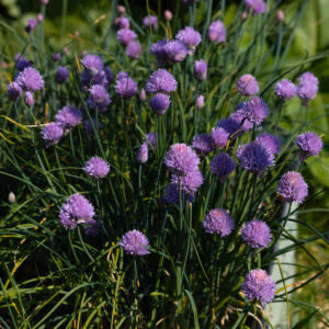 Chive