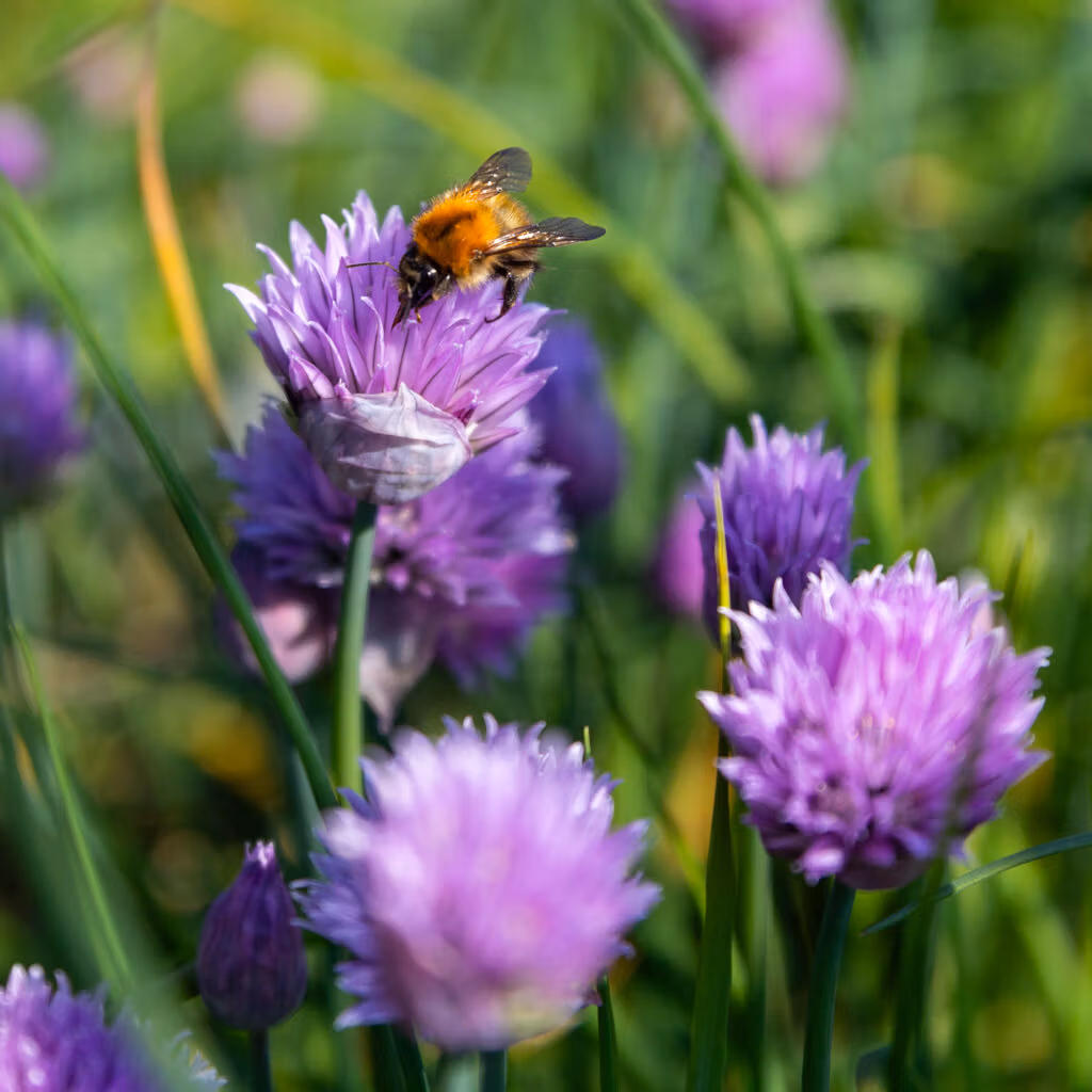 chive2