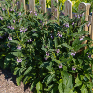 Bocking 14 Comfrey (The Powerhouse Plant)