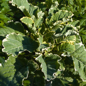Daubenton's Variegated Perennial Kale (VERY RARE)