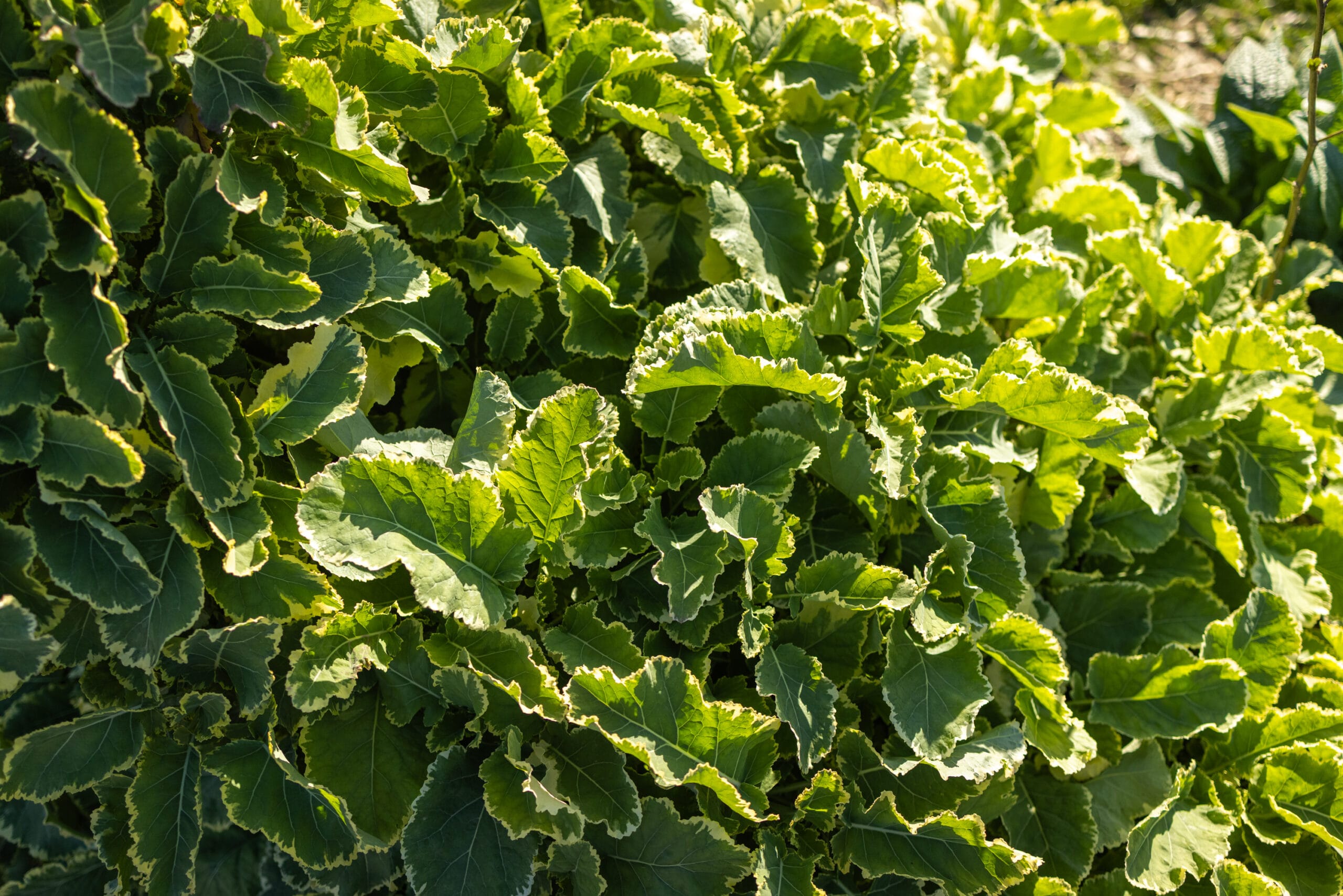 Daubenton’s Variegated Perennial Kale - Image 3