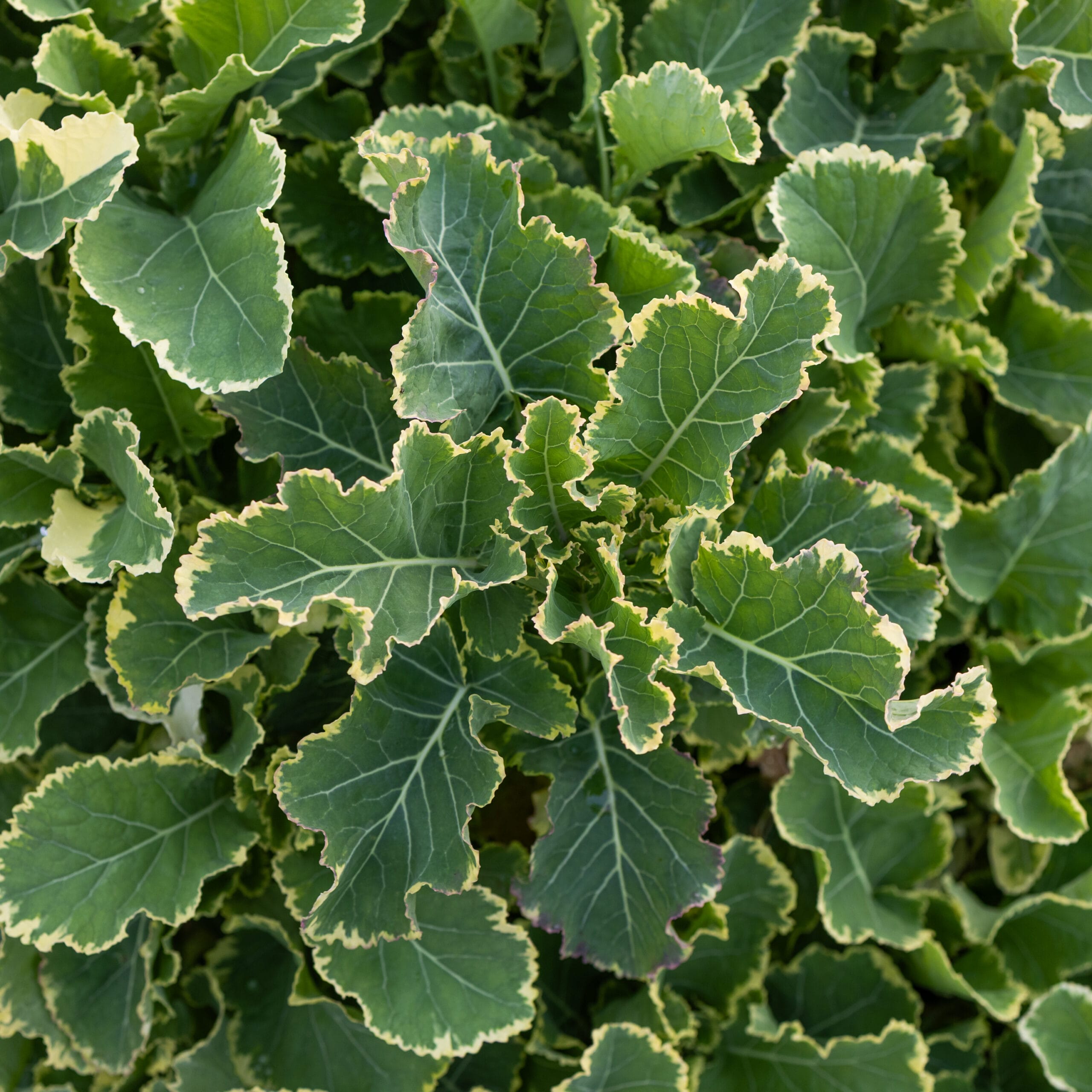 Daubenton’s Variegated Perennial Kale - Image 4
