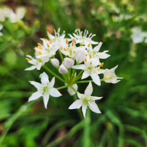 Chinese Garlic Chive (Stunning & Delicious)