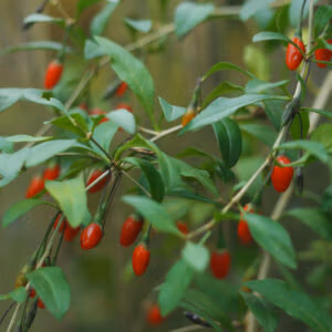 Goji Berry