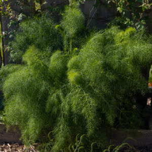 Common Fennel (Herb)