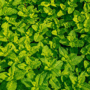 Moroccan Mint (Best for Fresh Tea)