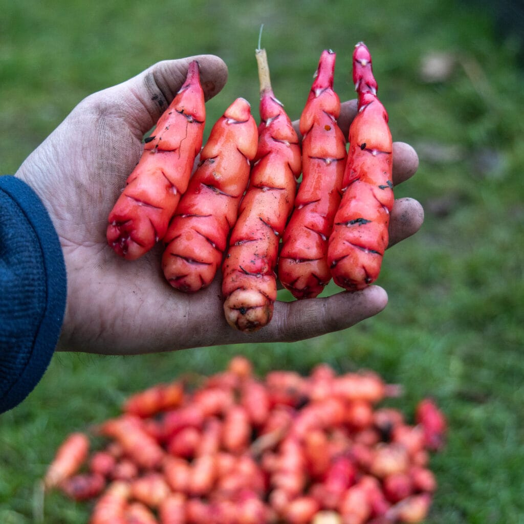 Oca | Aka New Zealand Yam (Oxalis tuberosa)
