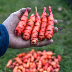 Oca | Aka New Zealand Yam