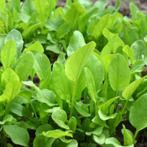 French Sorrel