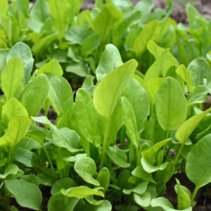 French Sorrel (Delicious Citrusy Perennial)