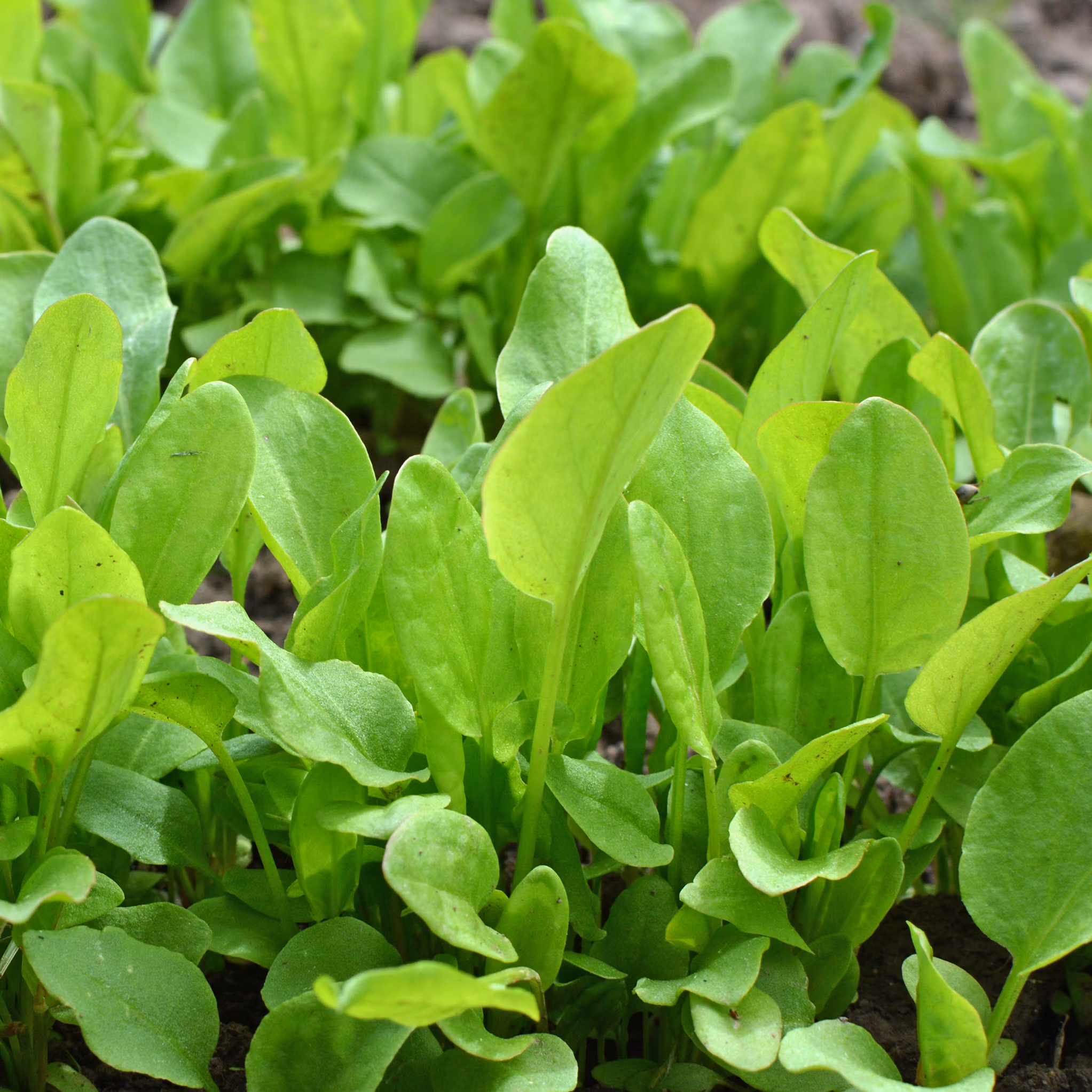 French Sorrel (Delicious Citrusy Perennial)