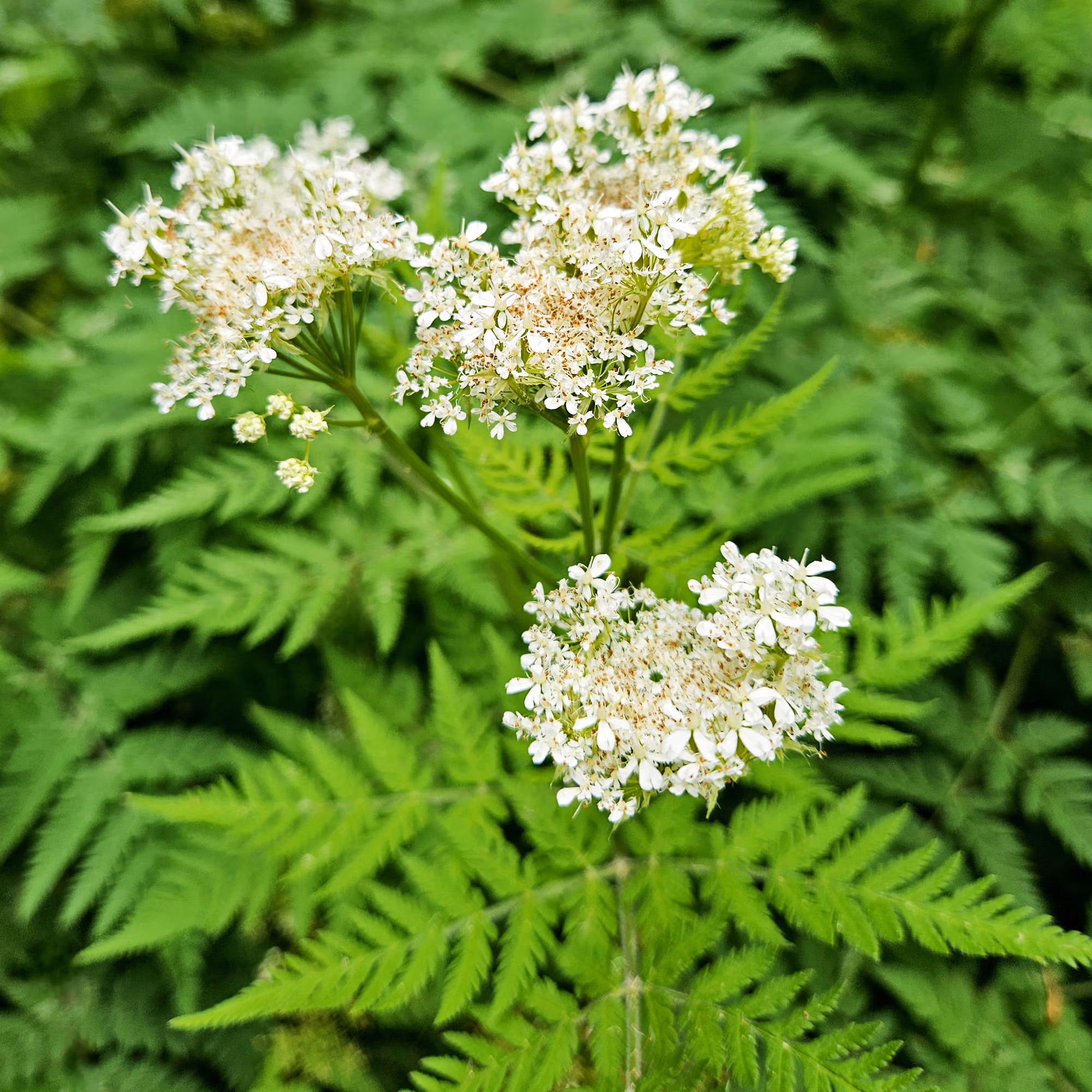 Sweet cicely