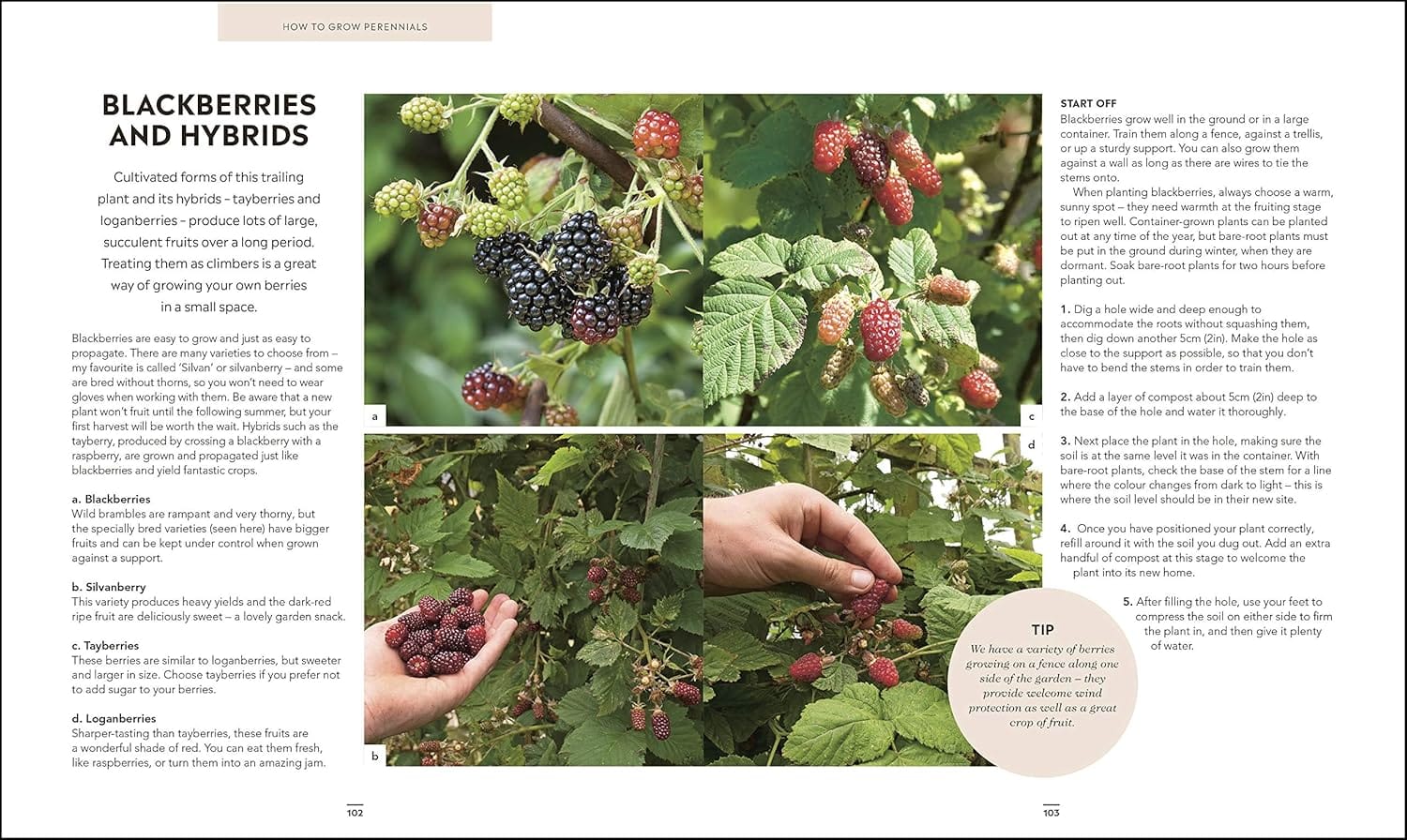 Grow Food For Free (Signed) - Image 9