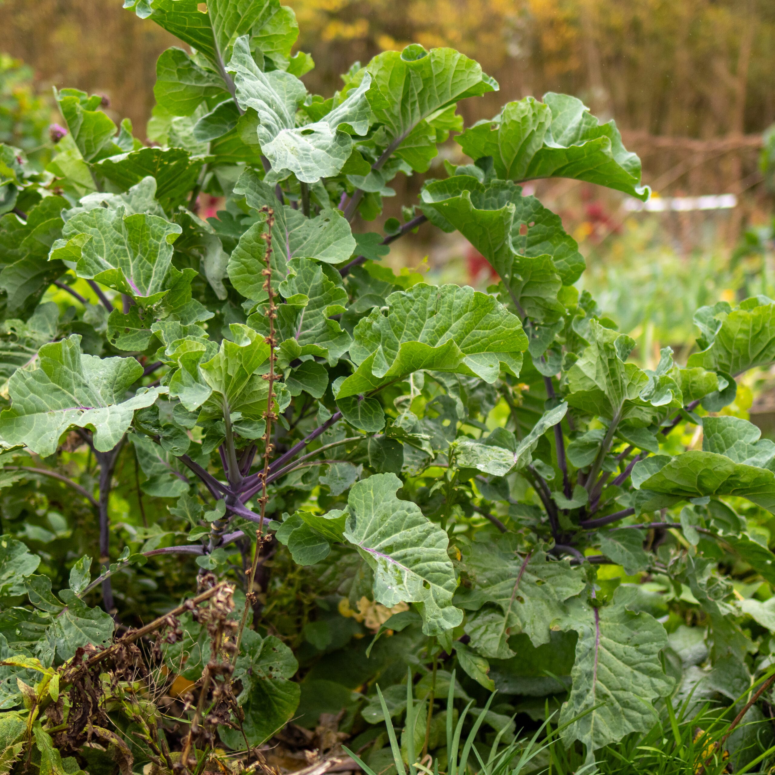 Taunton Deane Perennial Kale - Image 3