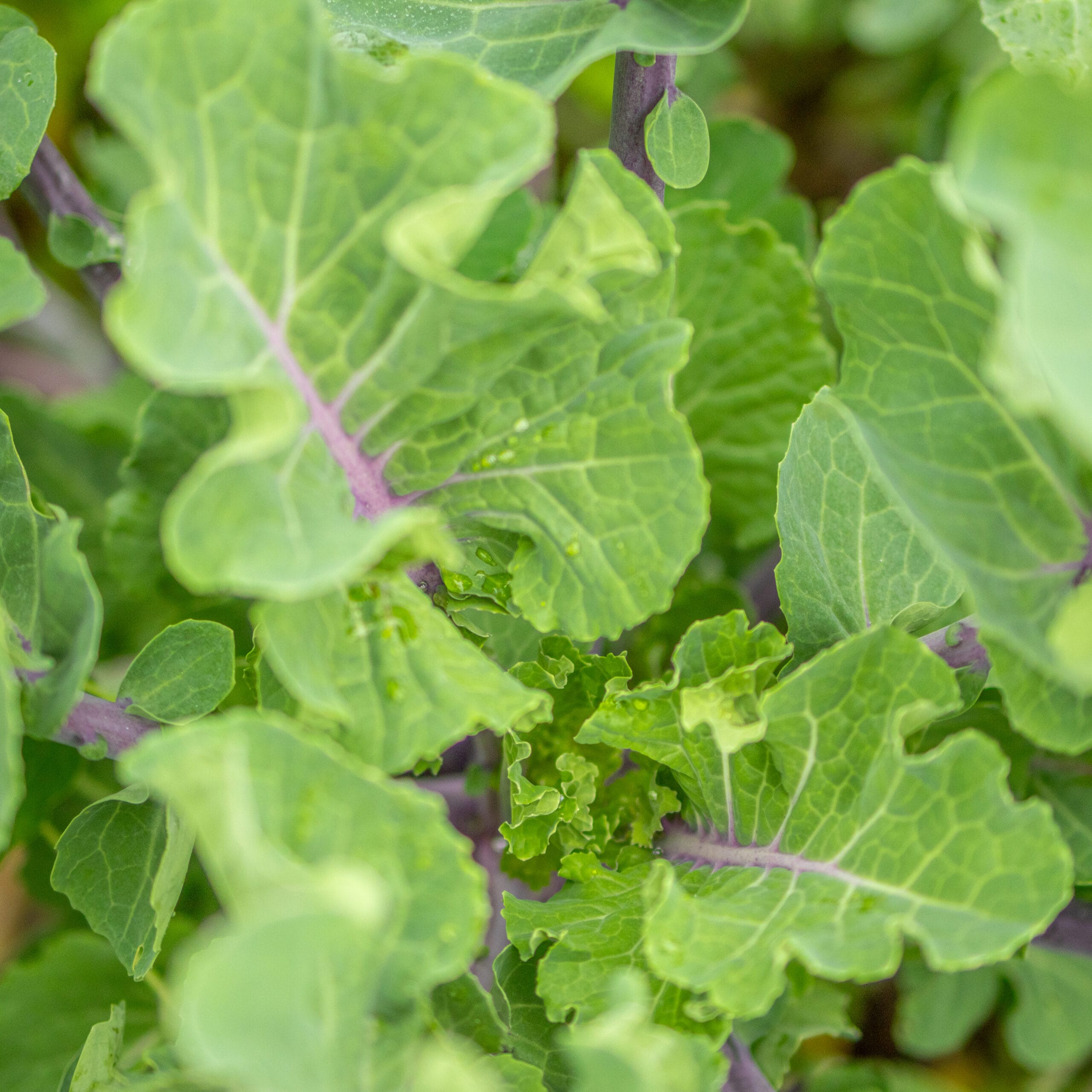 Taunton Deane Perennial Kale - Image 4