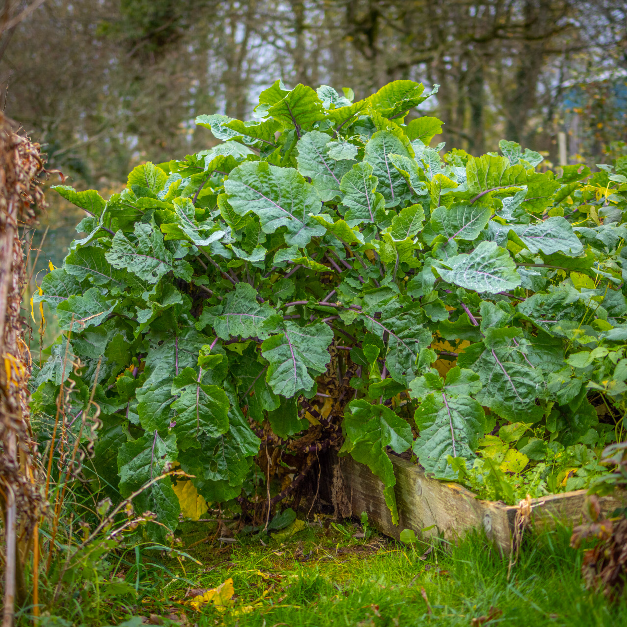 Keeper Perennial Kale (Evergreen & Productive) - Image 2