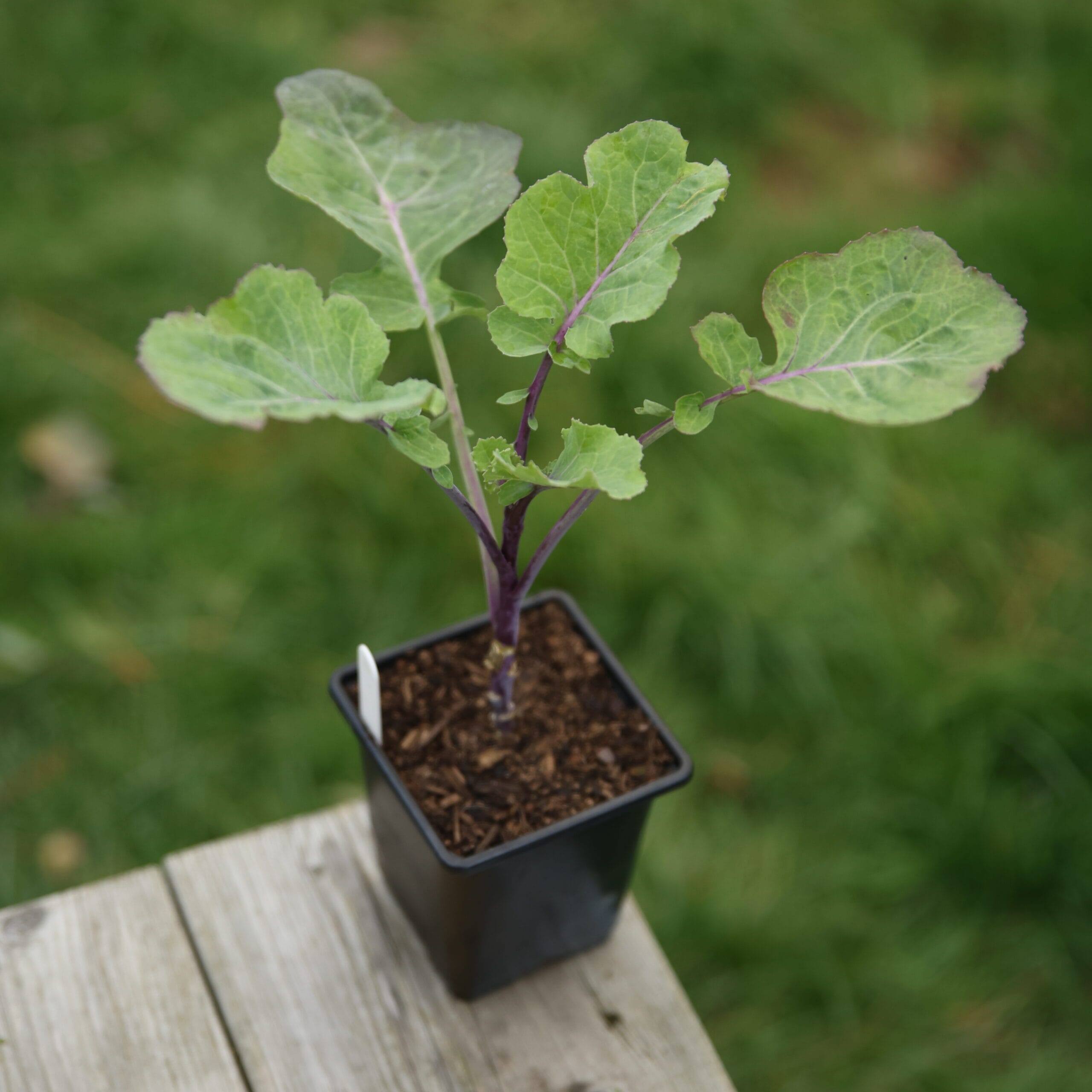 Taunton Deane Perennial Kale - Image 2