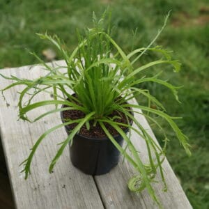 Buckshorn Plantain (Delicious Leafy Green)
