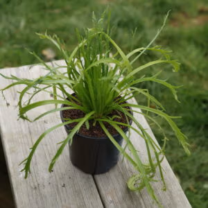 Buckshorn Plantain (Delicious Leafy Green)