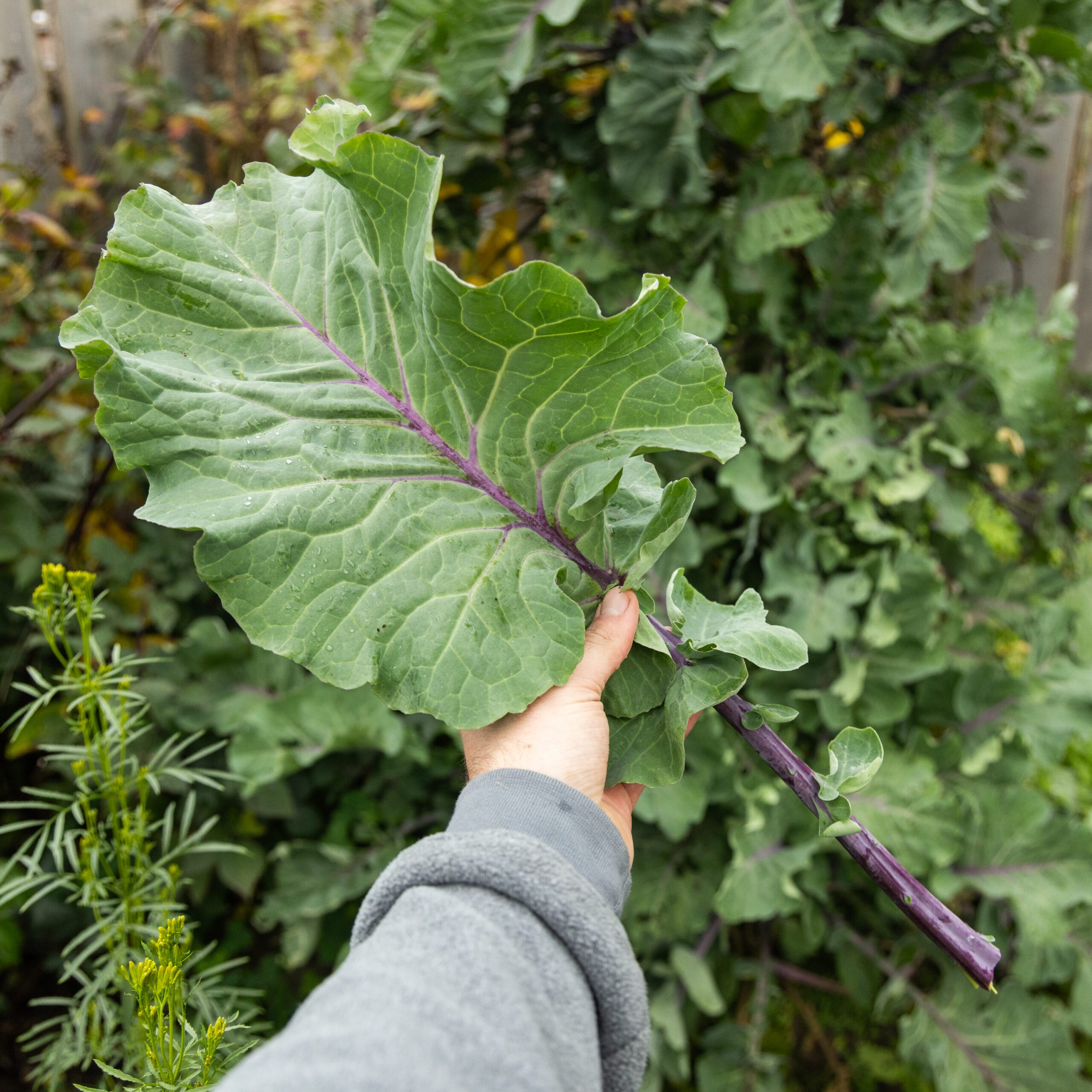 Taunton Deane Perennial Kale
