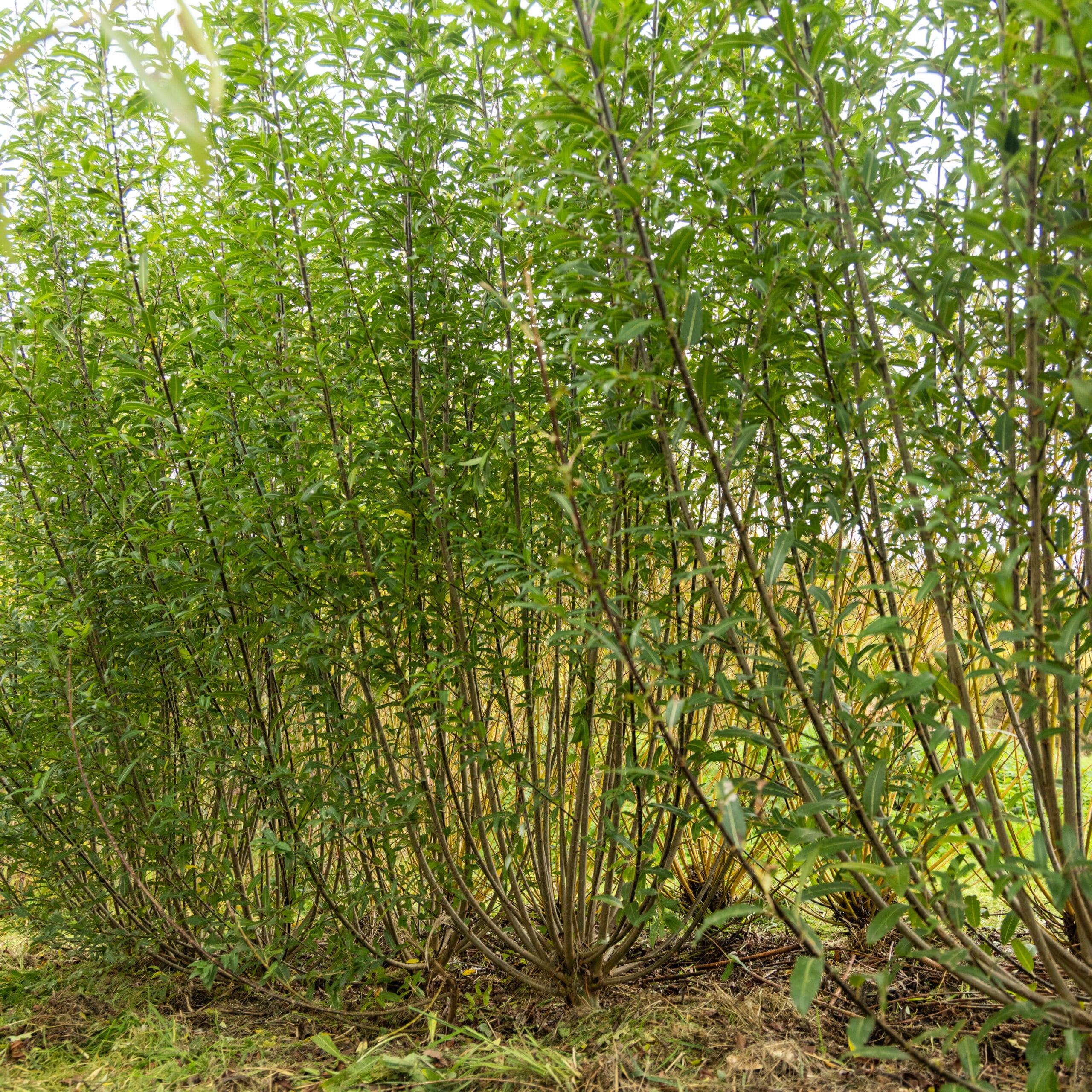Brown Mule Willow Cuttings - Image 2