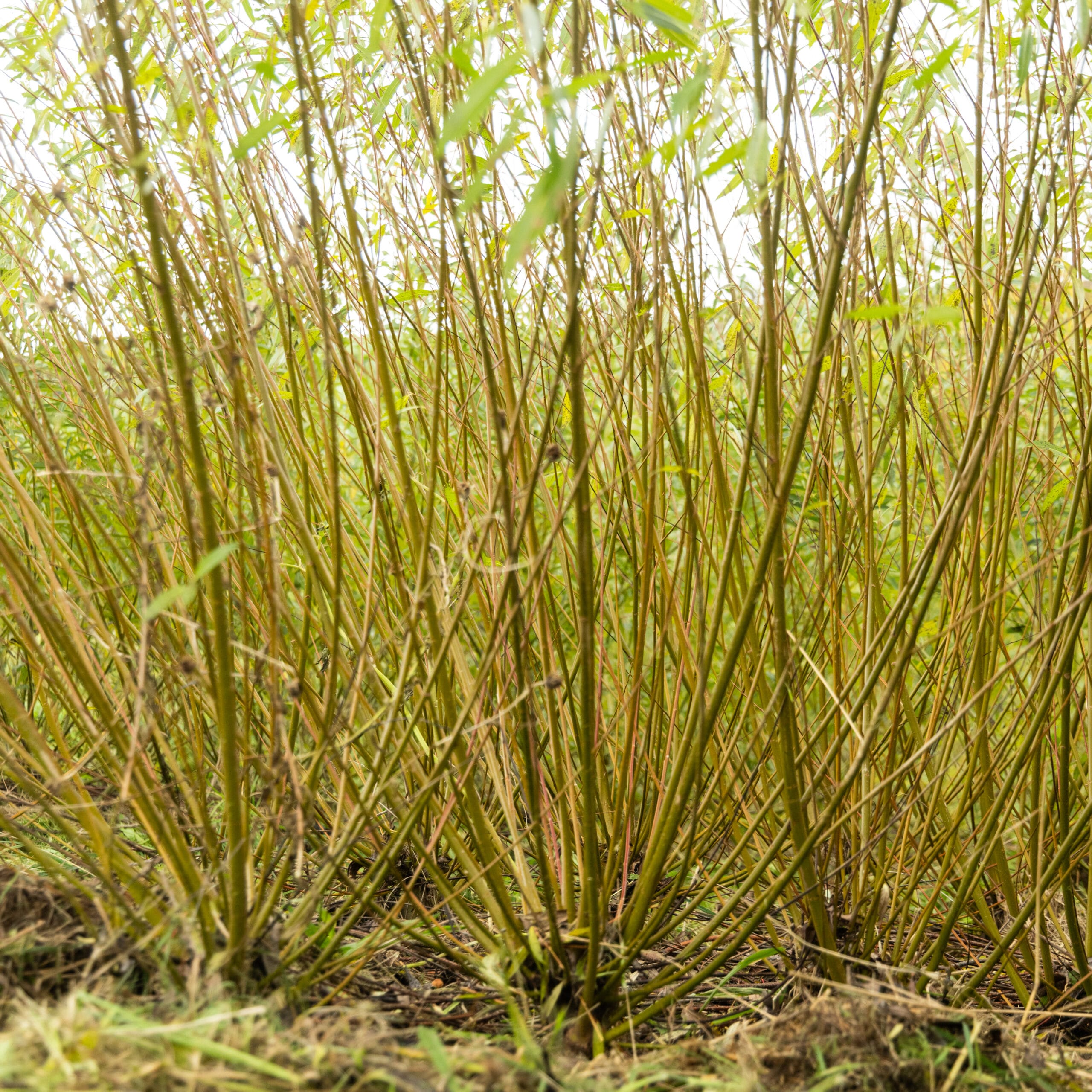 Lancashire Dicks Willow Cuttings - Image 2